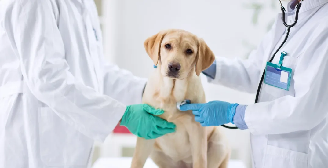 Como registar e atualizar o chip do seu cão no SIAC